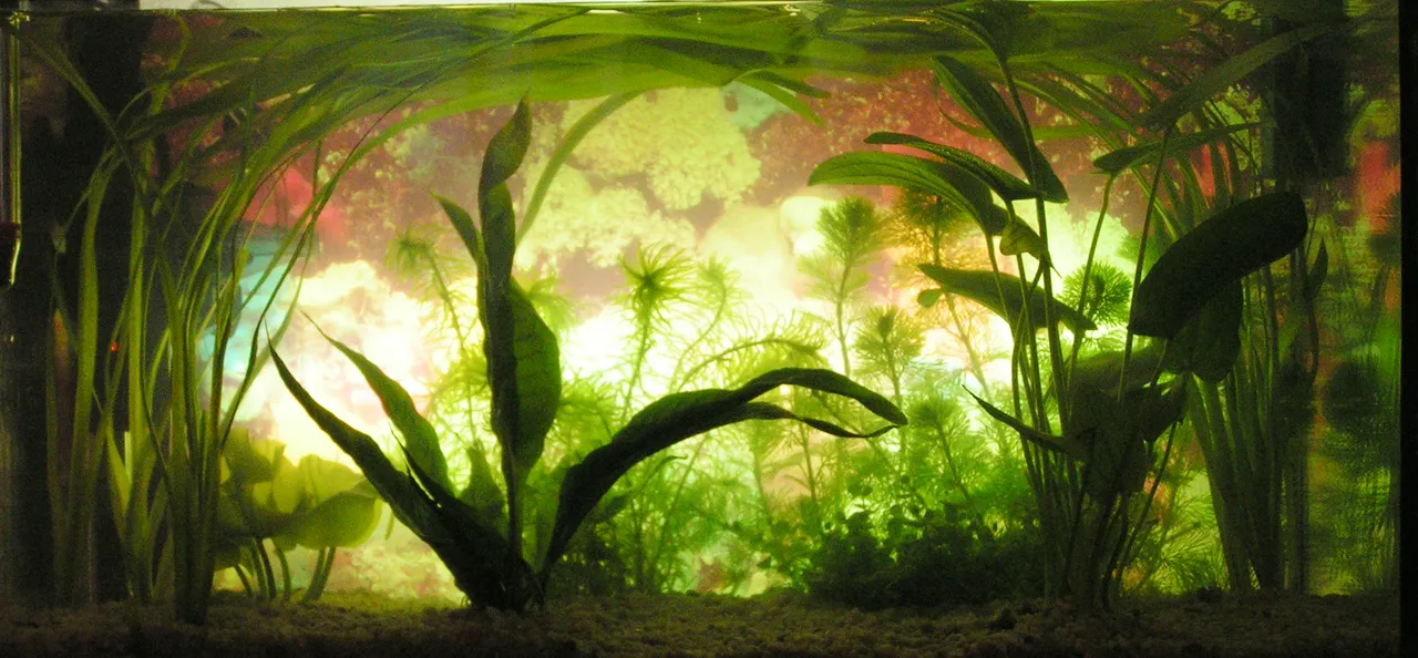 Acondicionador de agua: el agua de la llave mata peces