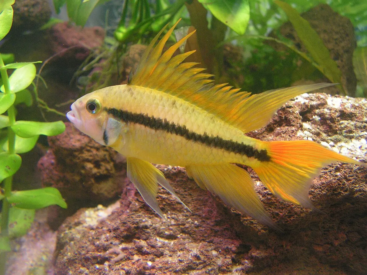 Foto de Apistogramma (Cíclido Cacatúa)