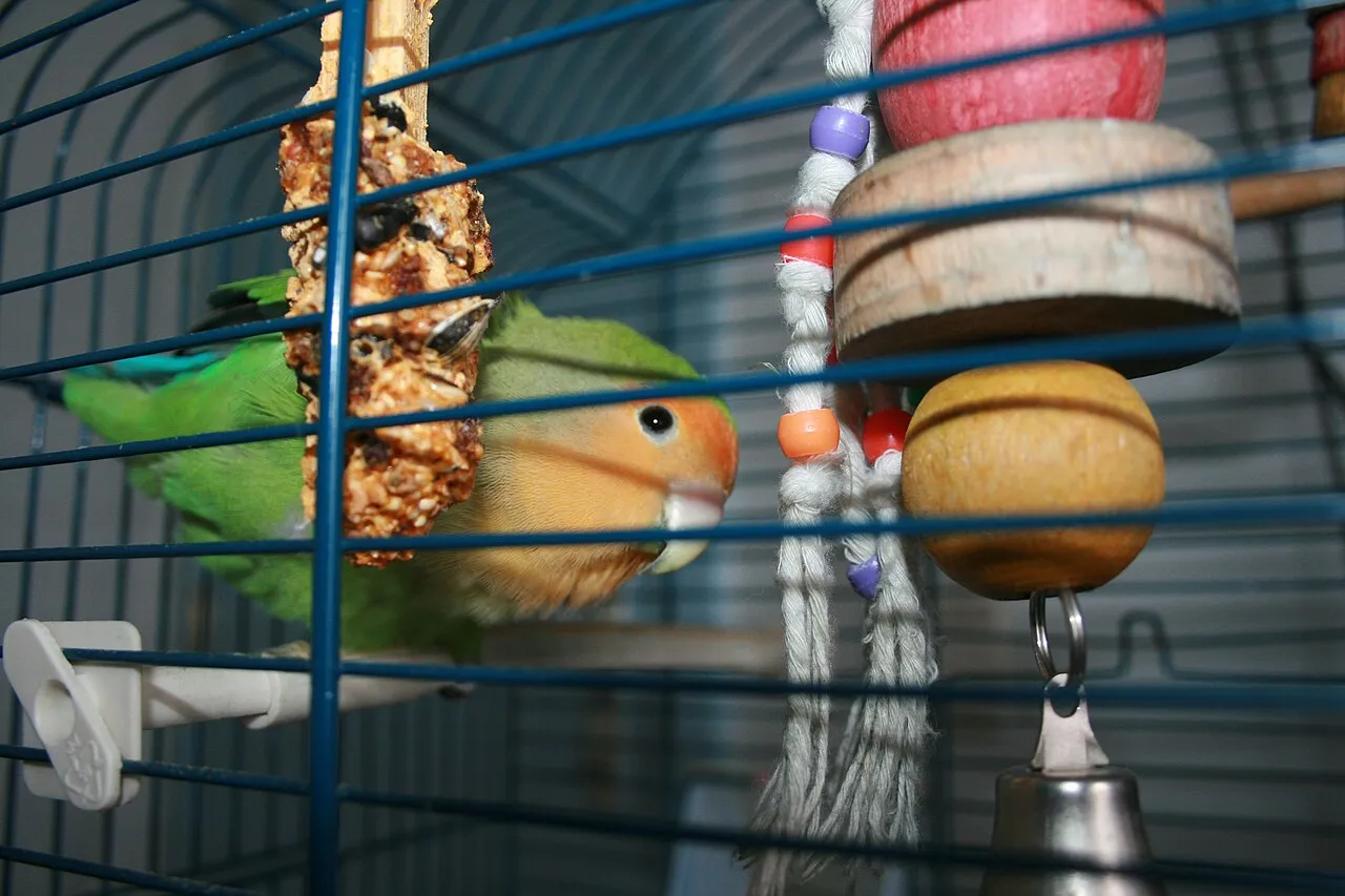 Aves, gatos y perros en la misma casa: cómo hacerlo bien