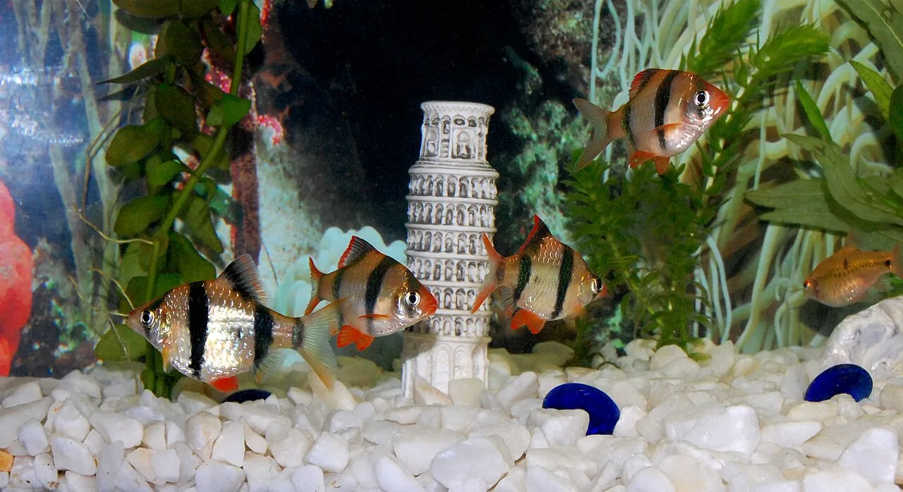 Foto de Barbo Tigre