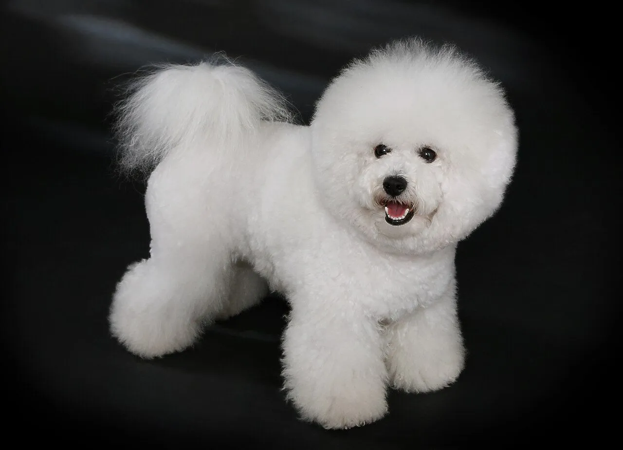 Foto de Bichón Frisé
