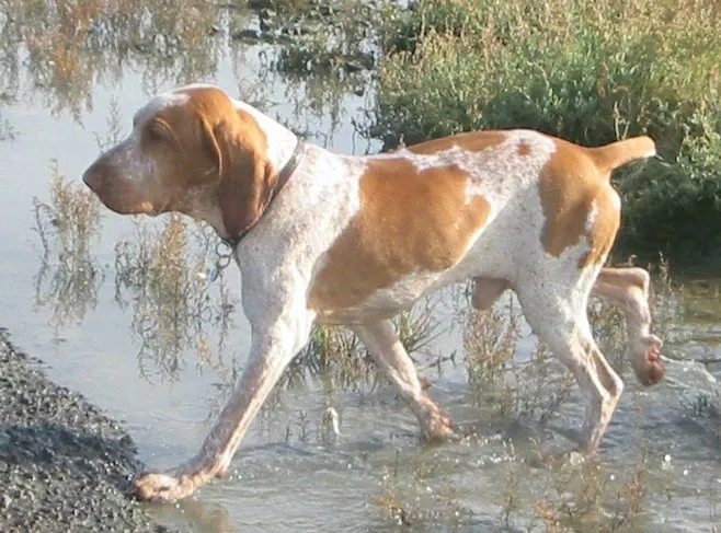 Foto de Braco Italiano
