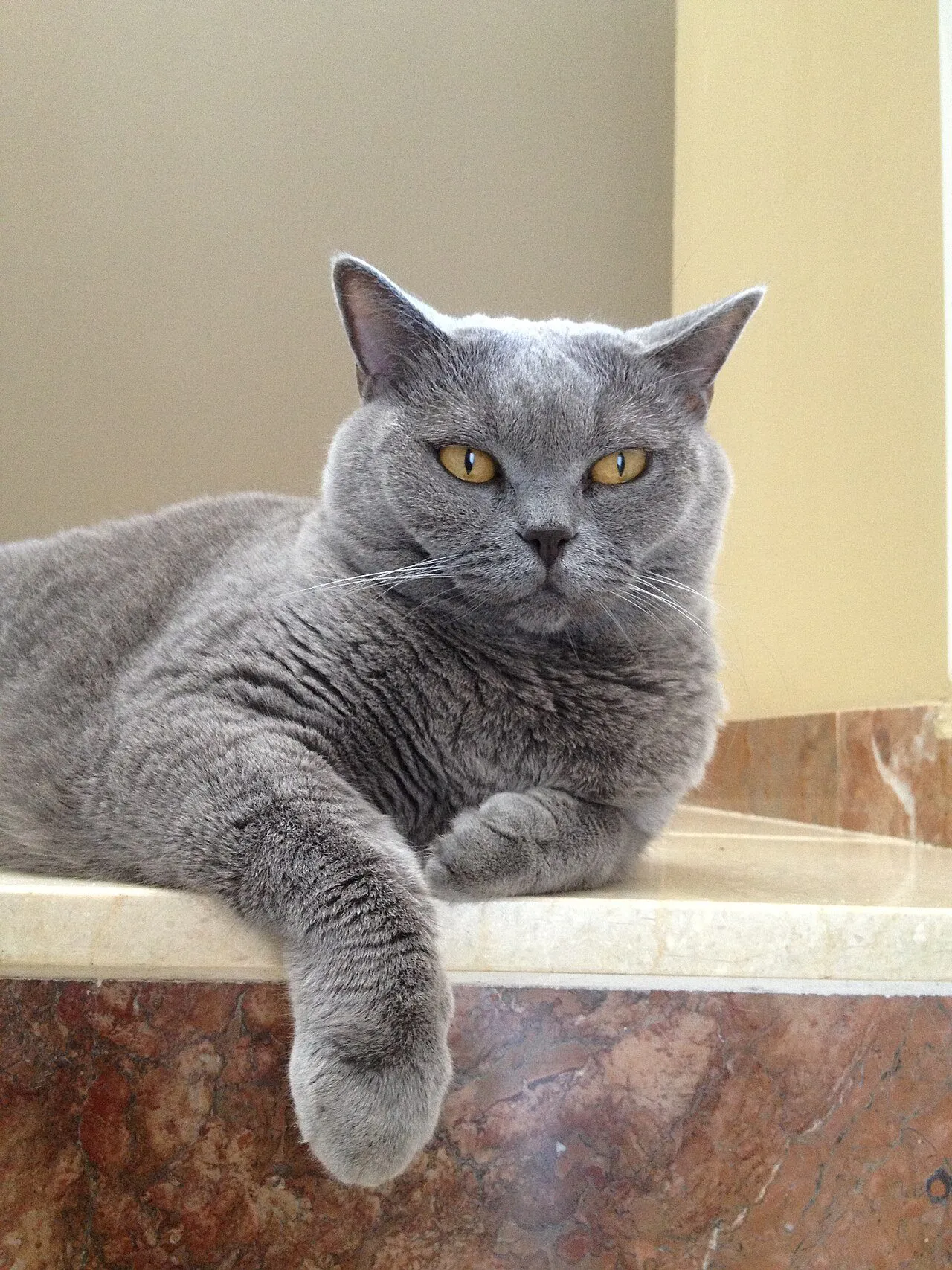 Foto de British Shorthair
