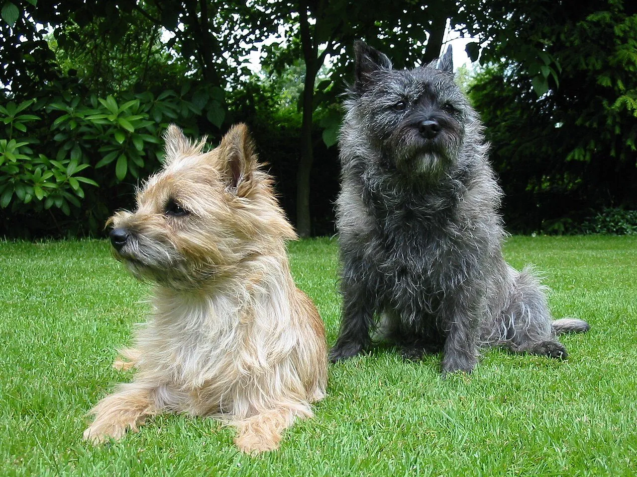 Foto de Cairn Terrier