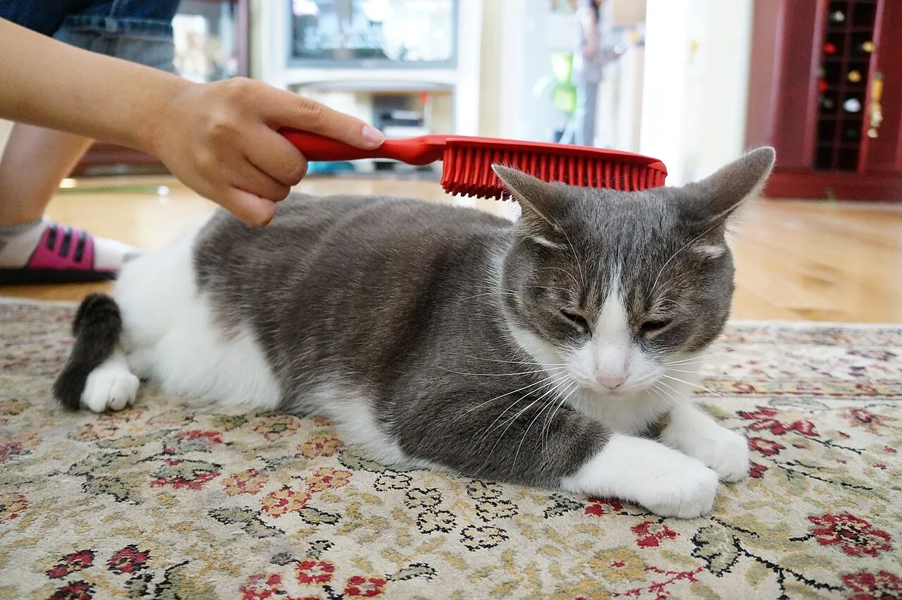Cepillado del gato: cada cuánto según su pelo