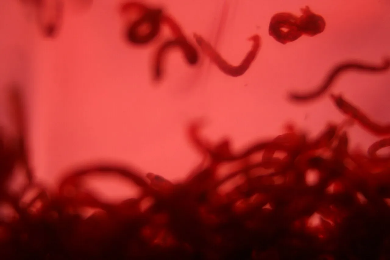 Larvas rojas de mosquito, un alimento vivo para peces de acuario