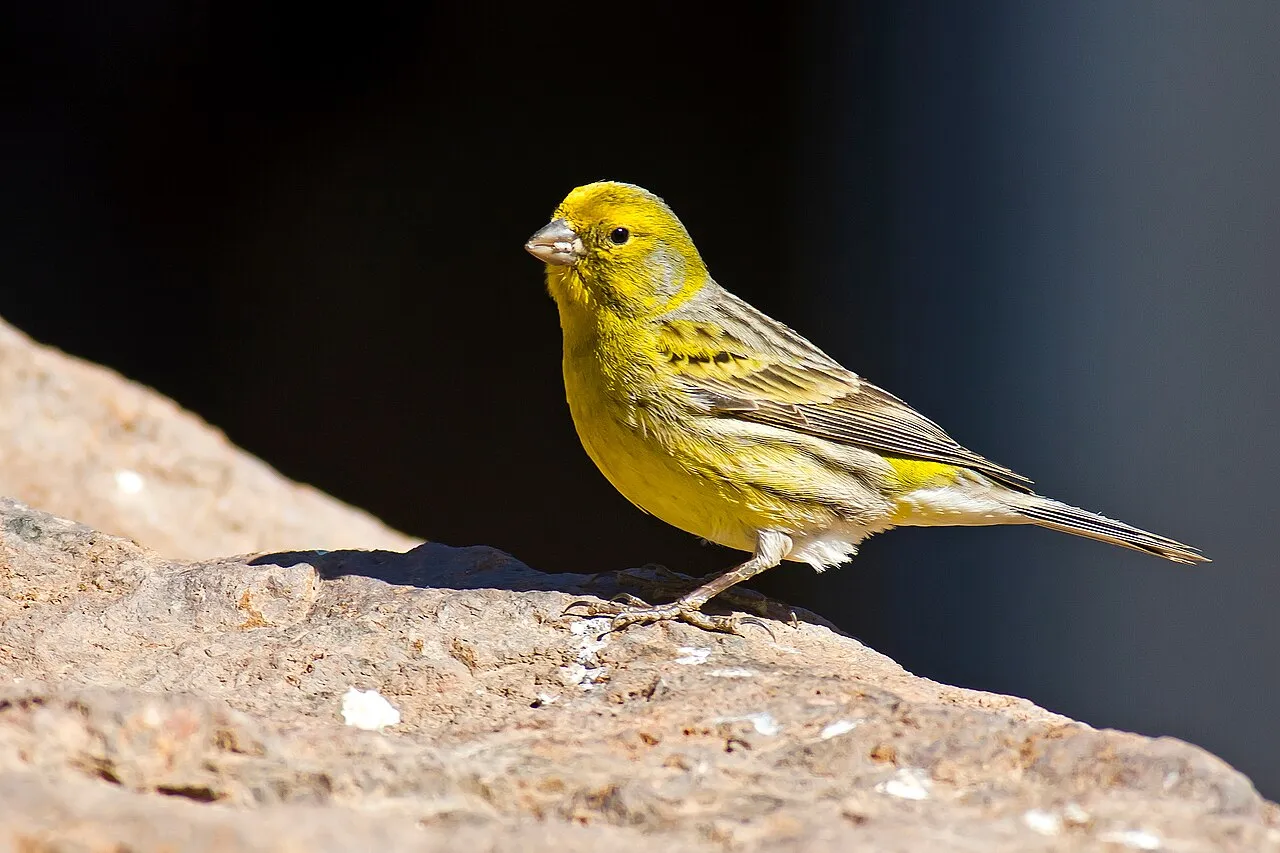Cómo cuidar un canario: guía completa para principiantes