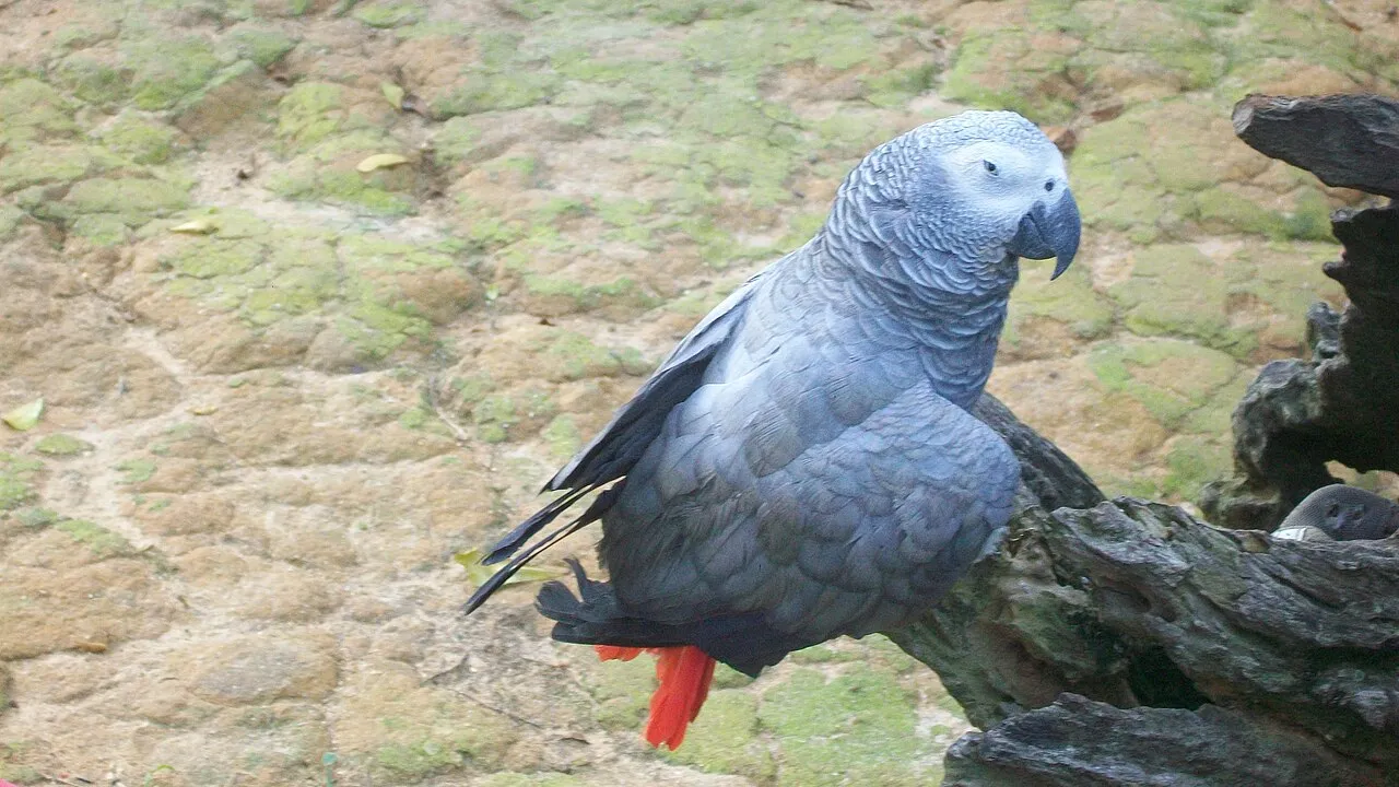 Cómo cuidar un loro gris africano (yaco) sin que sufra