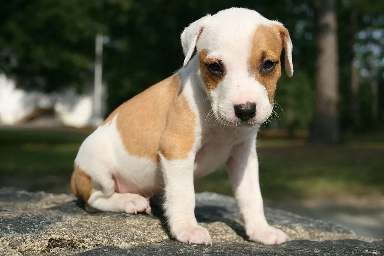 Cachorro blanco y marrón sentado sobre una roca al aire libre mirando con atención