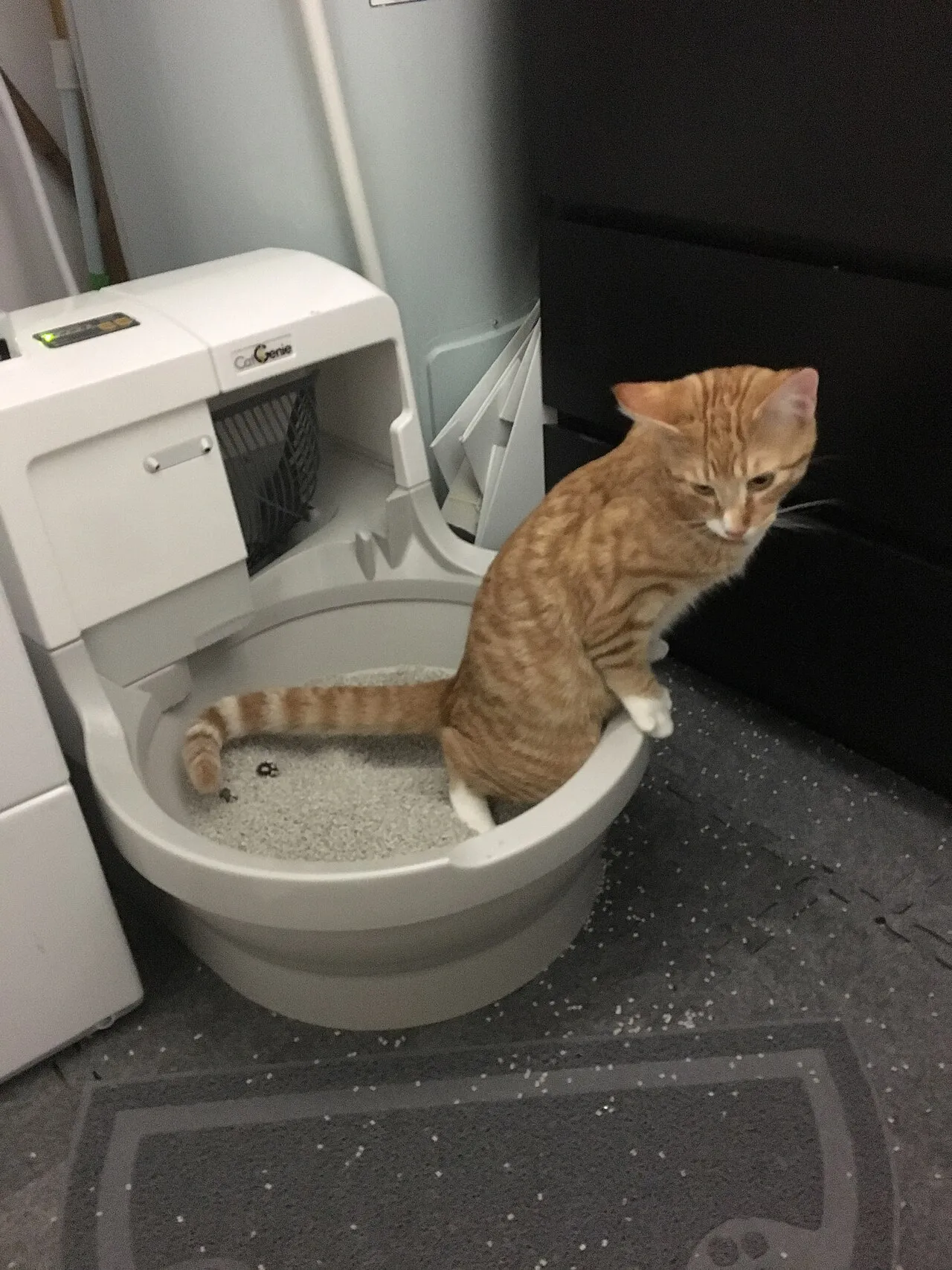 Cómo elegir arenero y arena para tu gato (guía honesta)