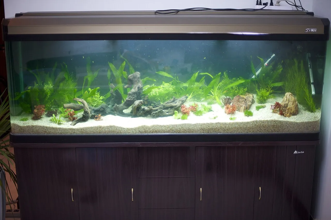 Cómo empezar un acuario paso a paso (guía para principiantes)