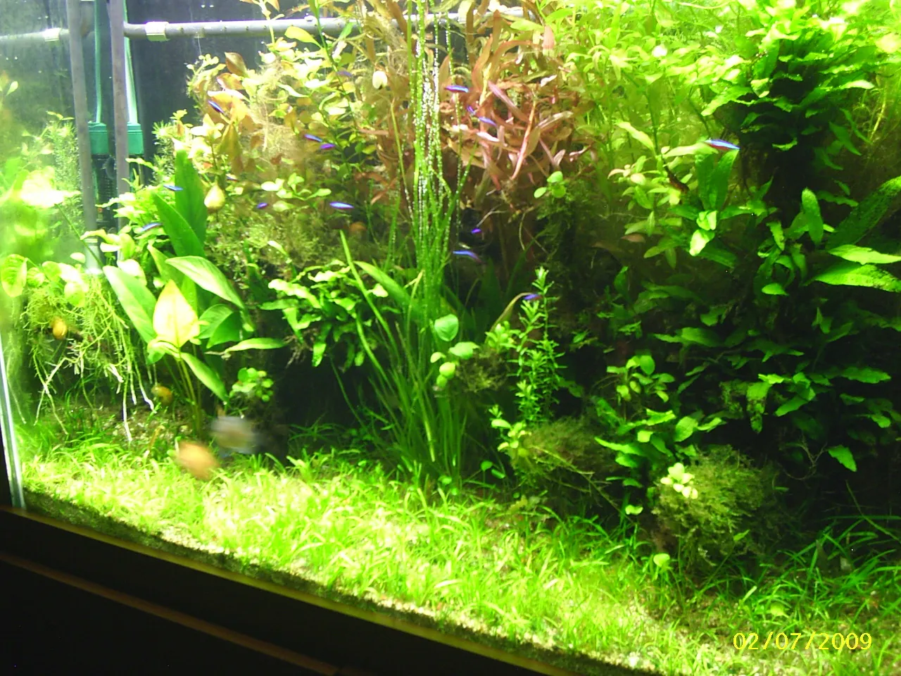 Cómo medicar un acuario sin empeorarlo