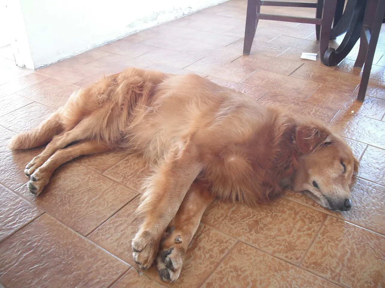 Convulsiones en perros: qué hacer y cuándo es urgencia