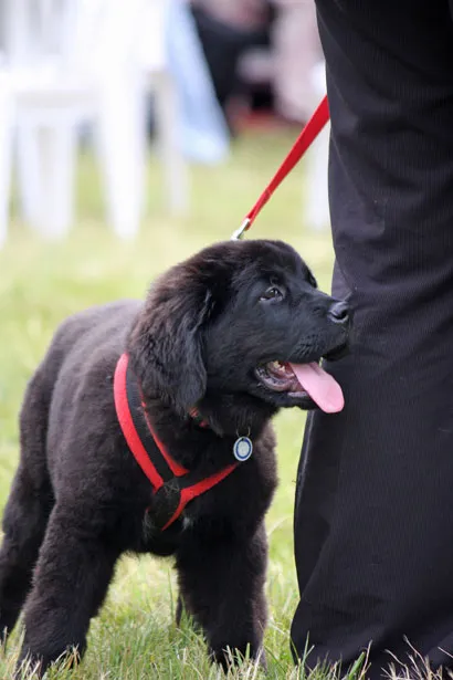 ¿Cuándo puede salir un cachorro a la calle?