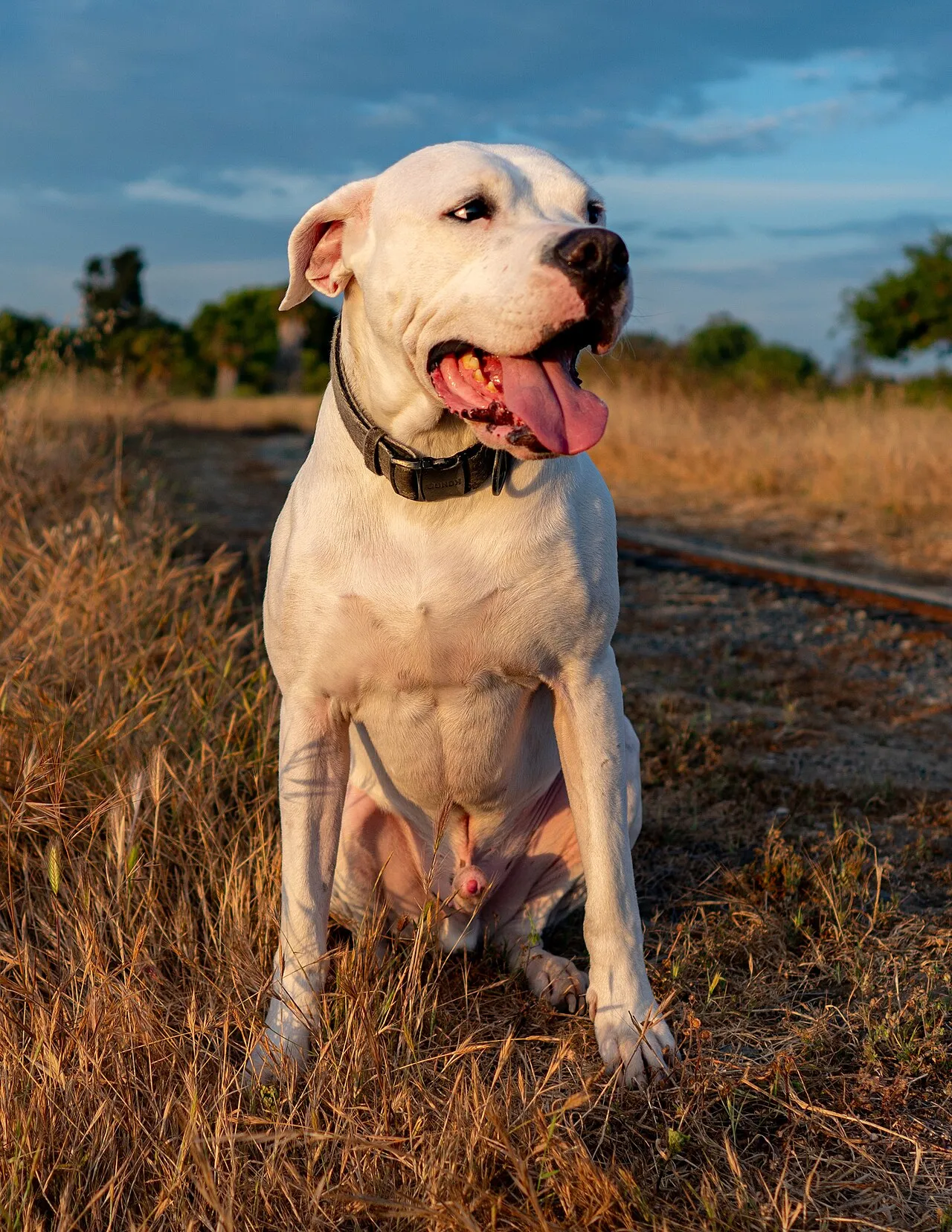 Foto de Dogo Argentino