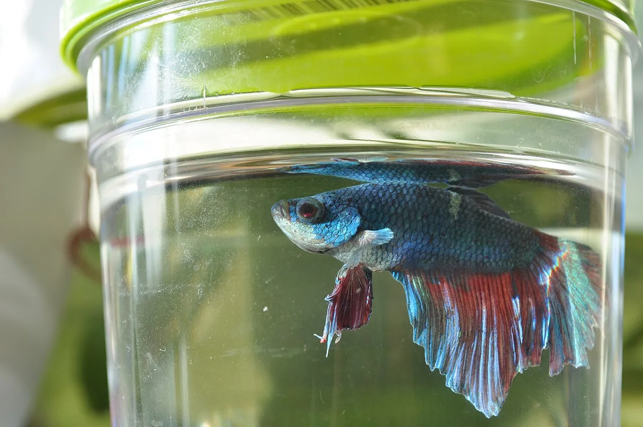 El estrés en los peces: la causa oculta de casi todo