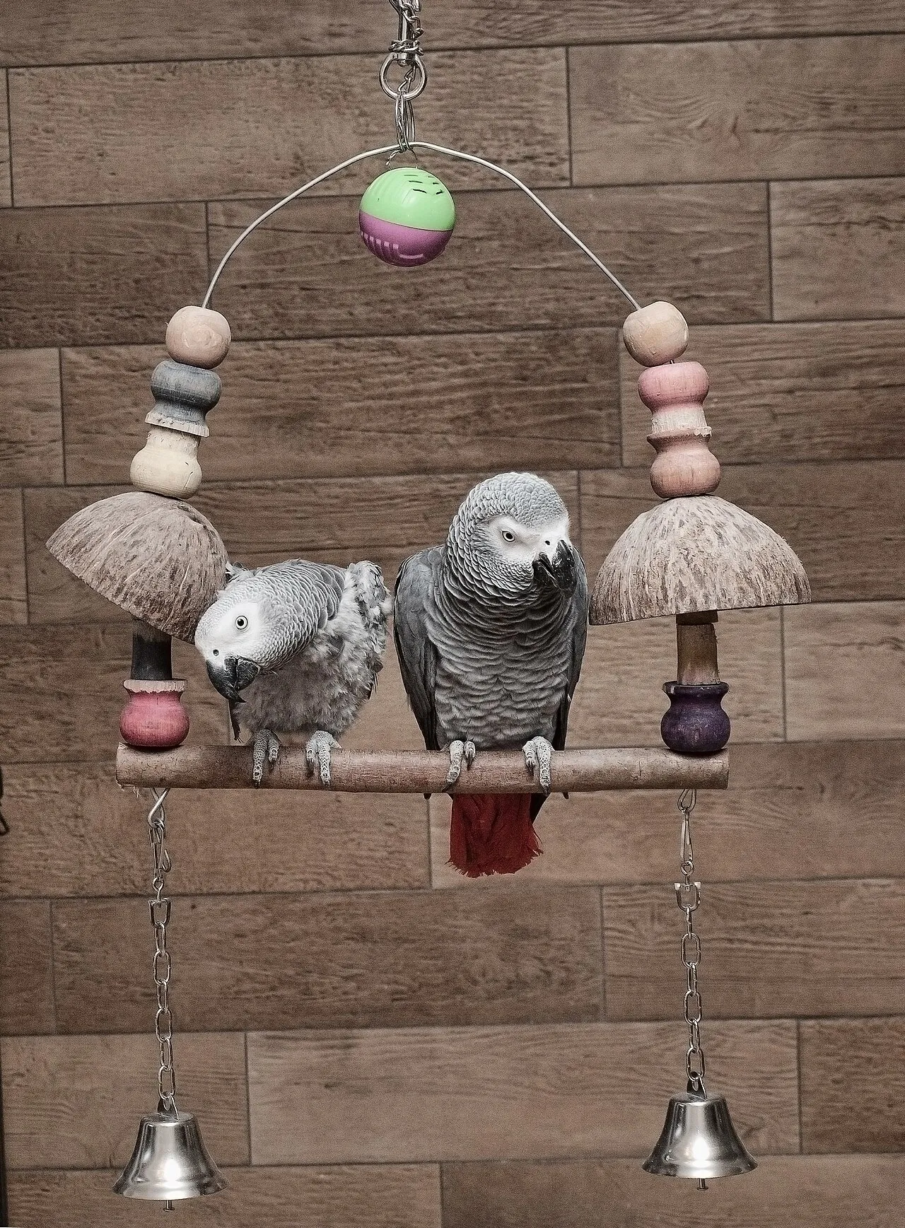 Forrajeo y enriquecimiento para aves: cura del aburrimiento