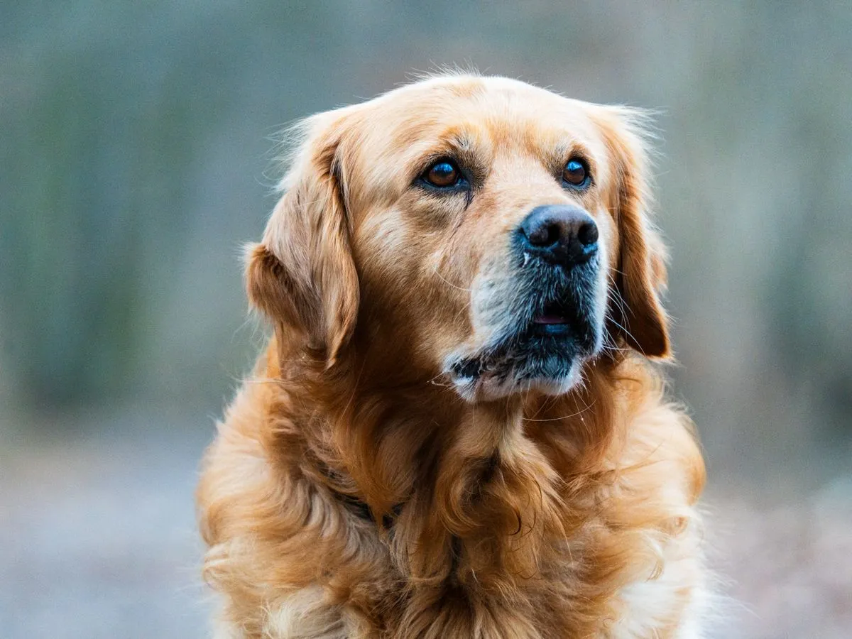 Foto de Golden Retriever
