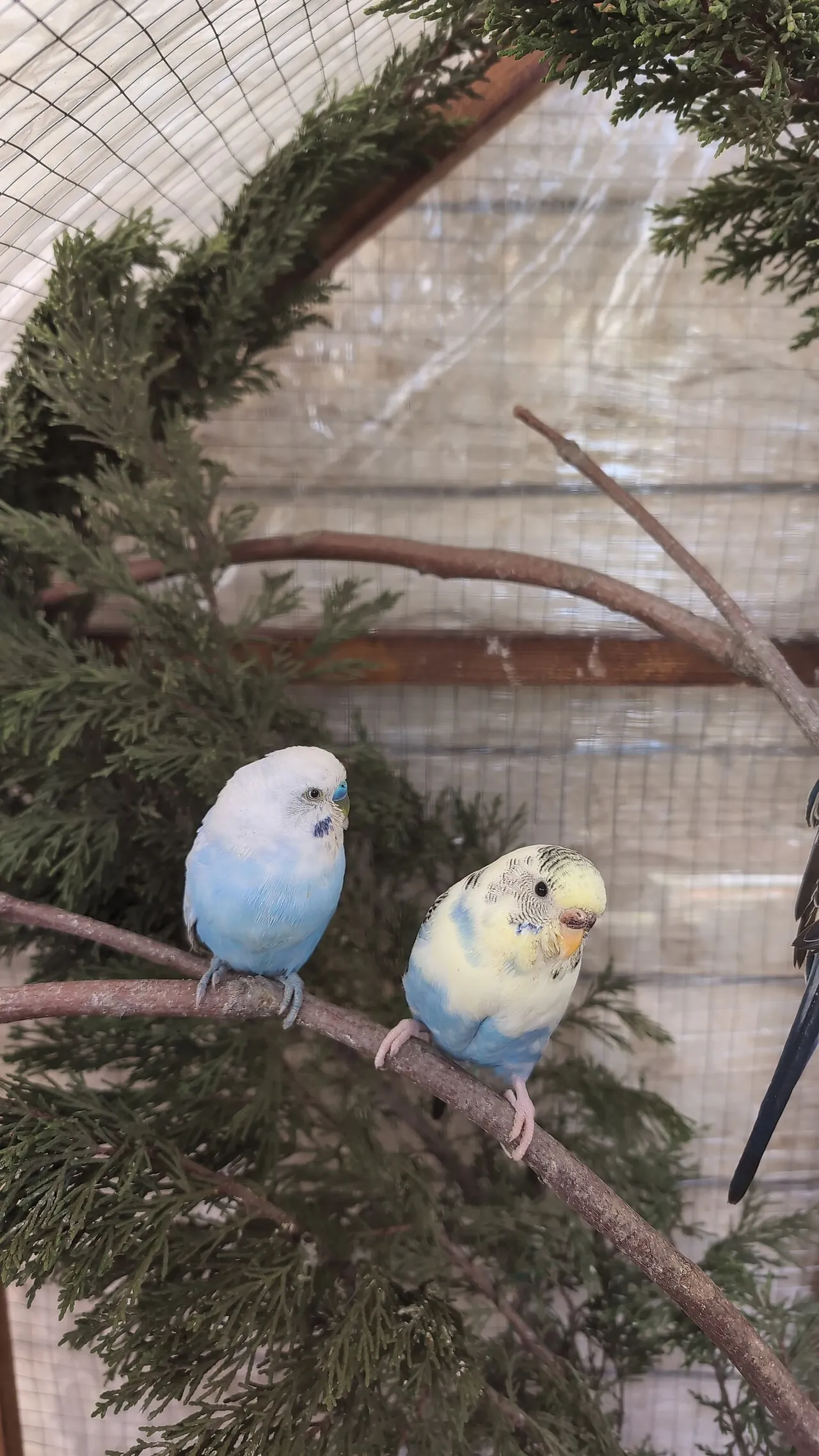 Cómo juntar dos aves en la misma jaula sin que se peleen