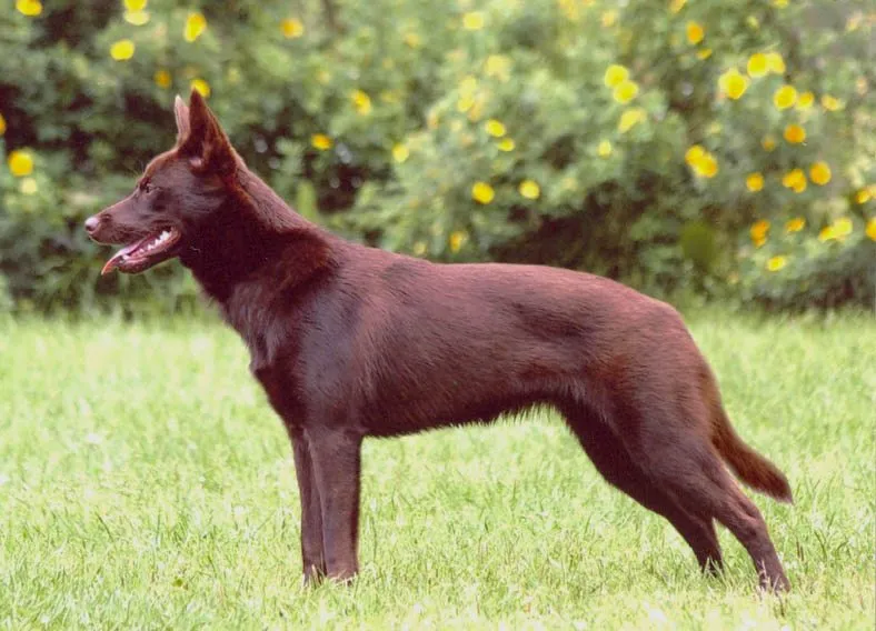 Foto de Kelpie Australiano