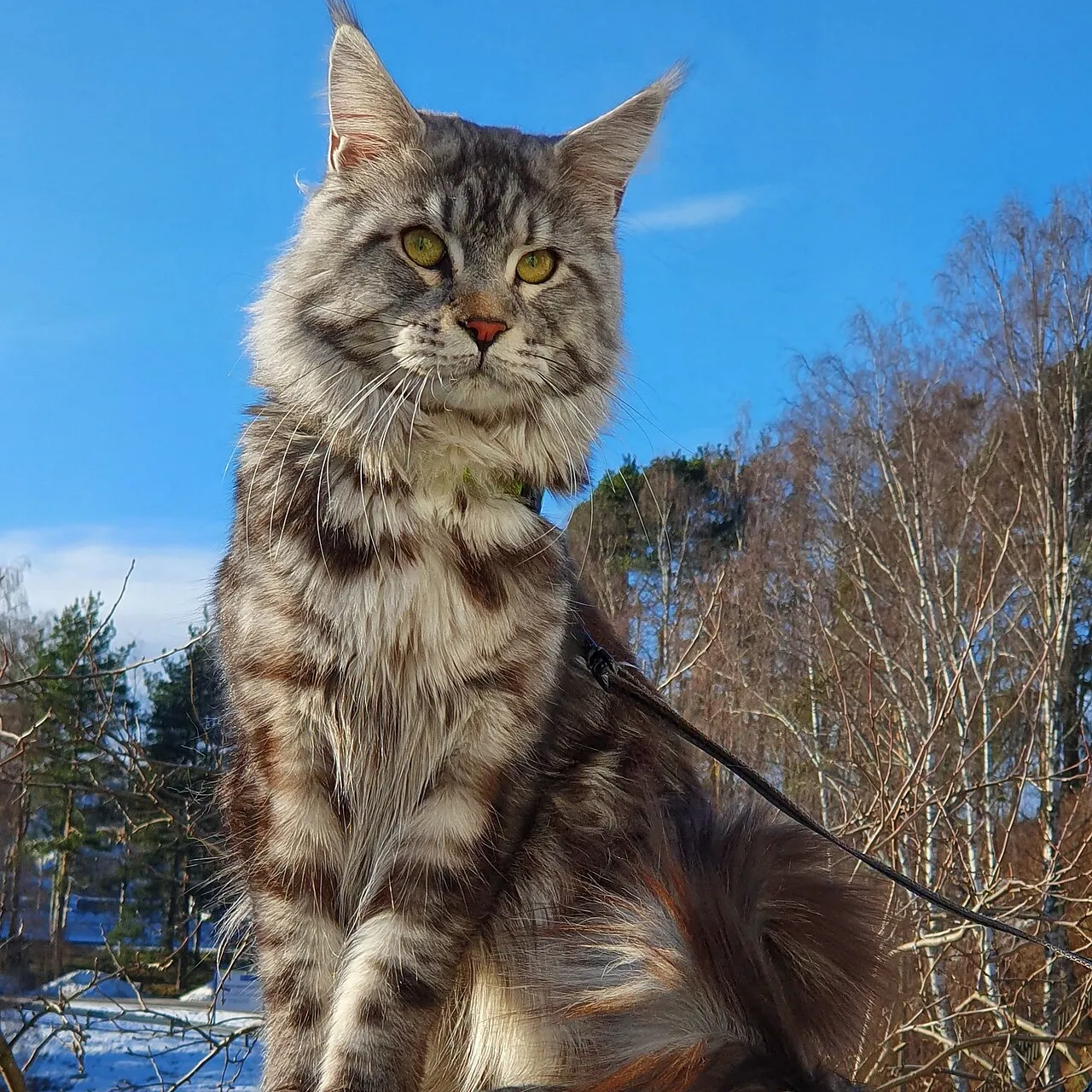 Foto de Maine Coon