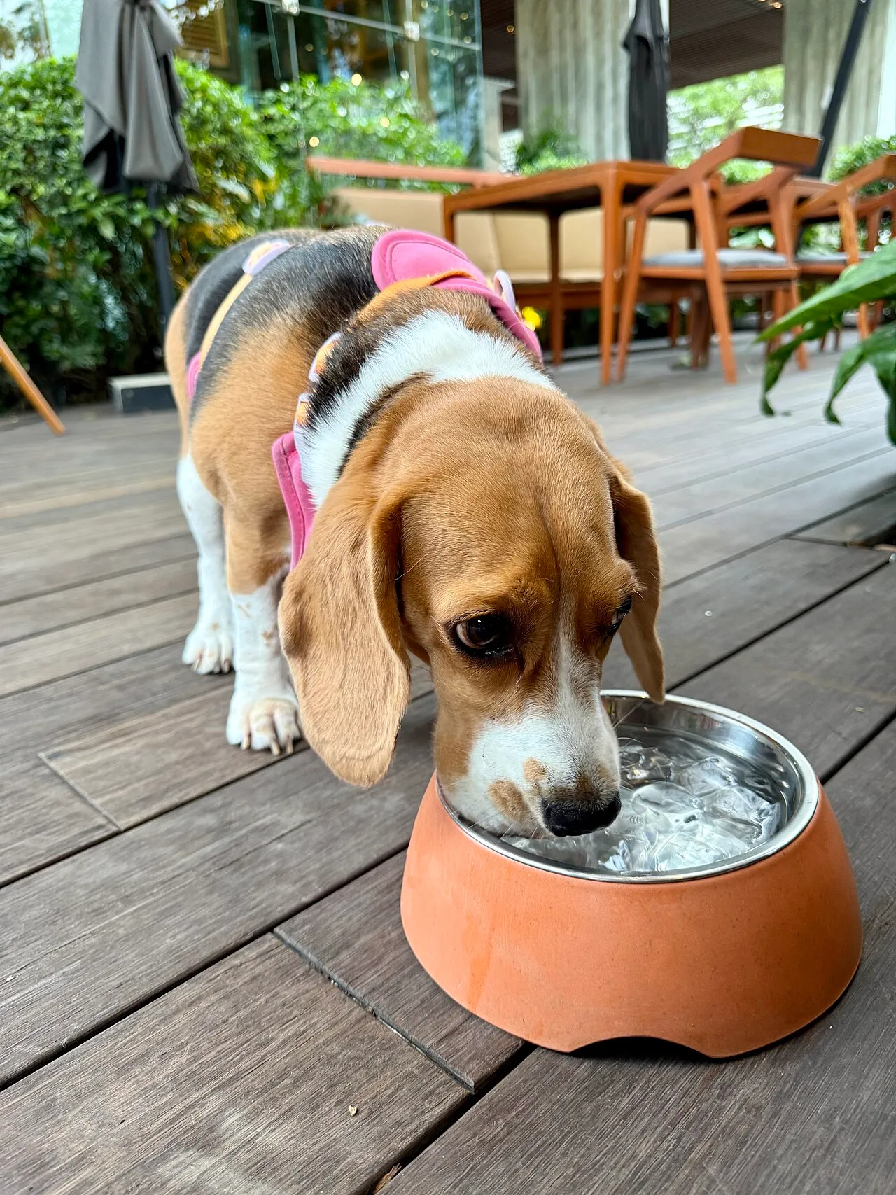 Calor extremo y lluvias: cómo proteger a tu mascota en México