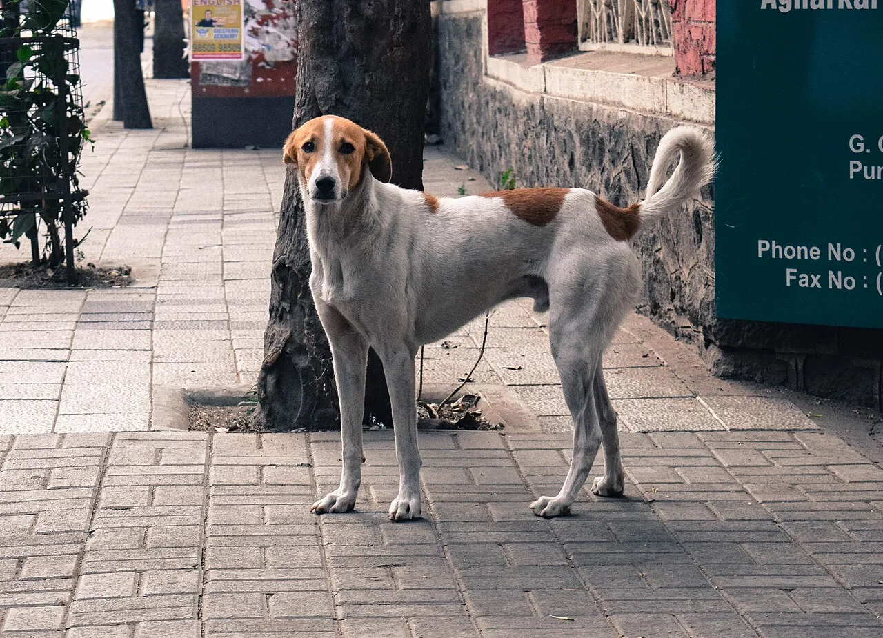 Mi perro se escapó: qué hacer para encontrarlo (guía práctica)