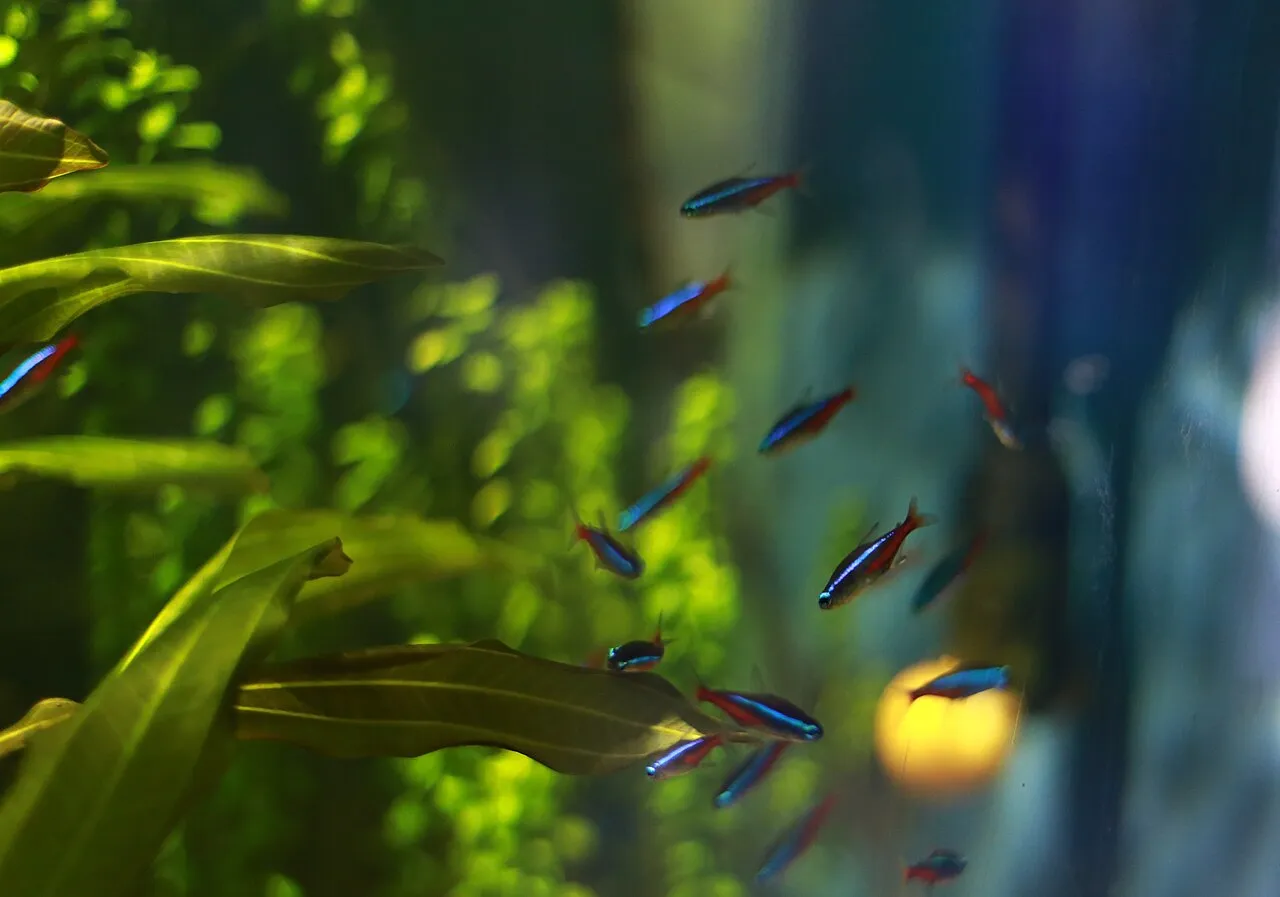 Mis peces tuvieron crías: qué hago ahora