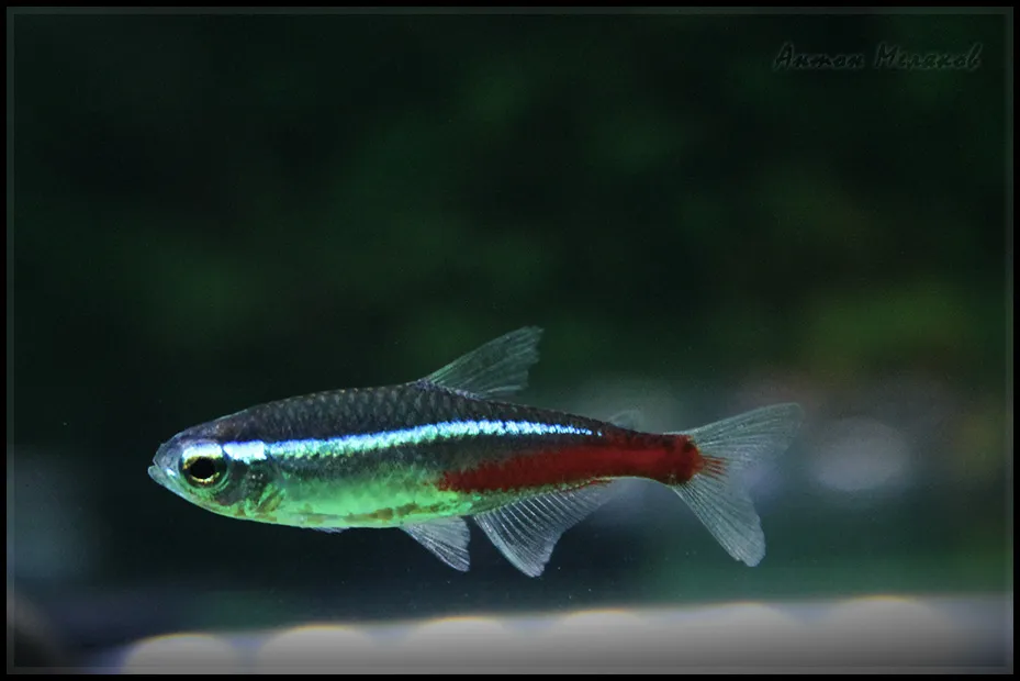 Gusanos y bichos raros en el acuario: cuáles son inofensivos