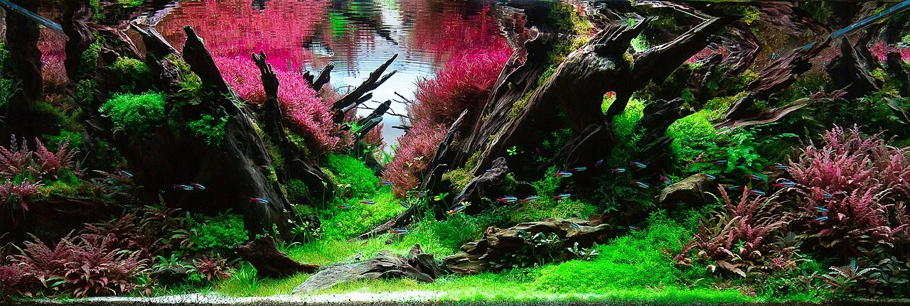 Plantas naturales para el acuario: por dónde empezar
