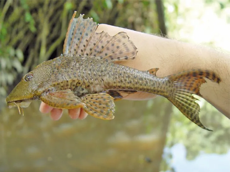 Foto de Plecostomo