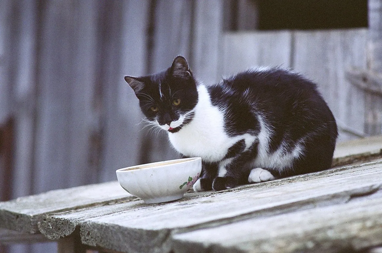 Gato blanco y negro junto a un tazón de leche