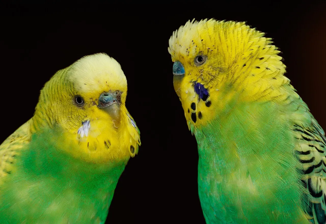 Dos periquitos australianos verdes y amarillos muy juntos sobre fondo oscuro