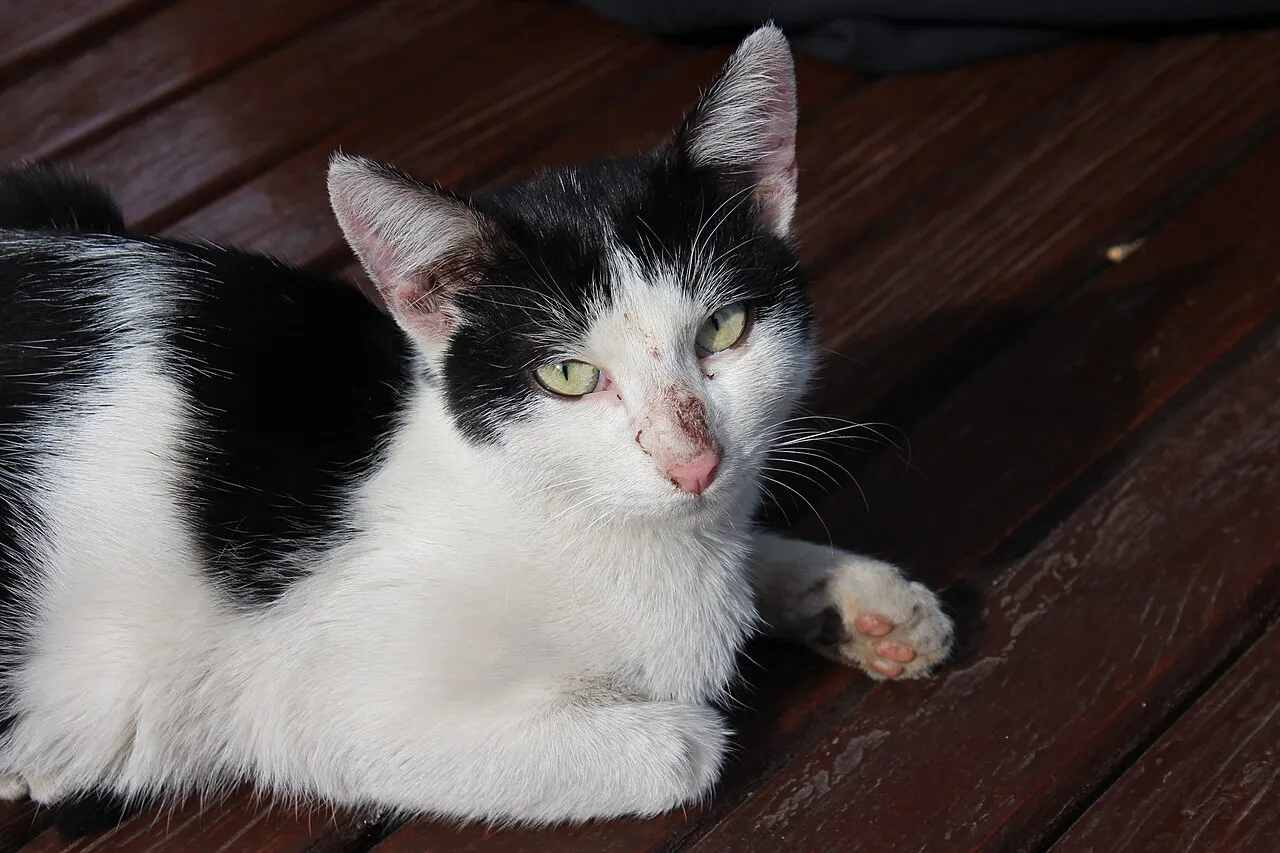 Rescataste un gato de la calle: qué hacer paso a paso