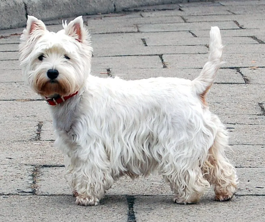 Foto de West Highland White Terrier